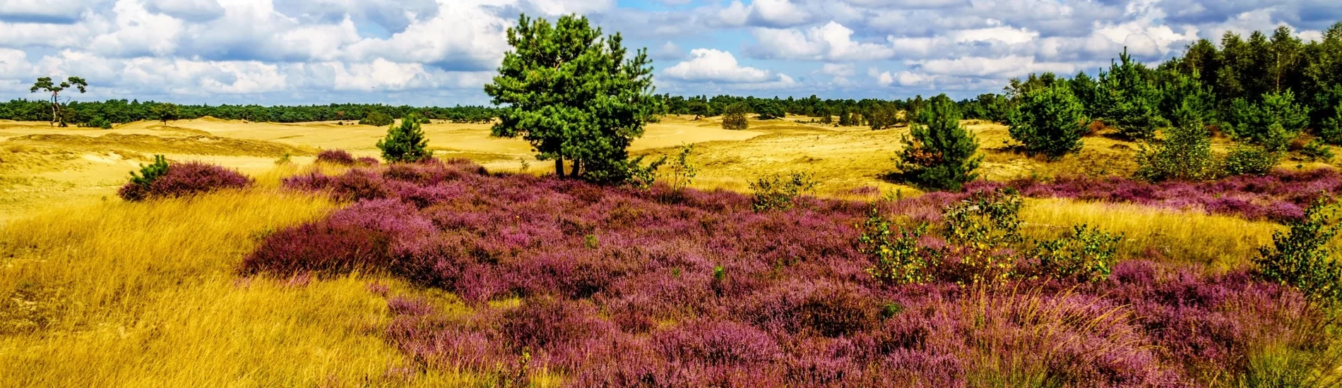Busreis Nunspeet, 5 dagen Veluwe