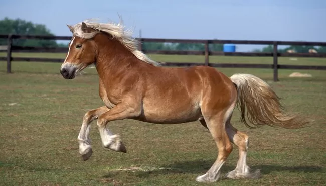Paardenmelkerij Riga Ranch en chocolaterie Chocoland
