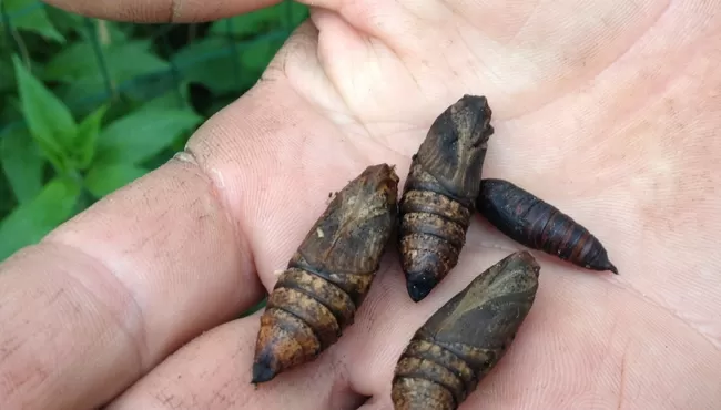 Veluws Zandsculpturenfestijn en Passiflorahoeve