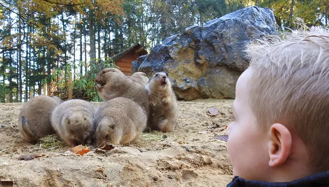 Dierenpark Amersfoort 