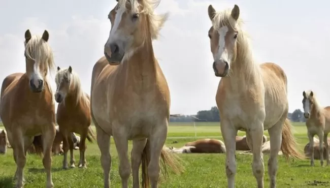 Paardenmelkerij Riga Ranch en chocolaterie Chocoland